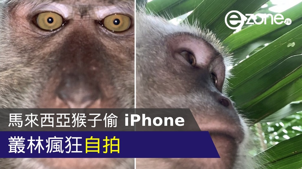 馬來西亞猴子偷 iPhone 叢林瘋狂自拍 | ezone