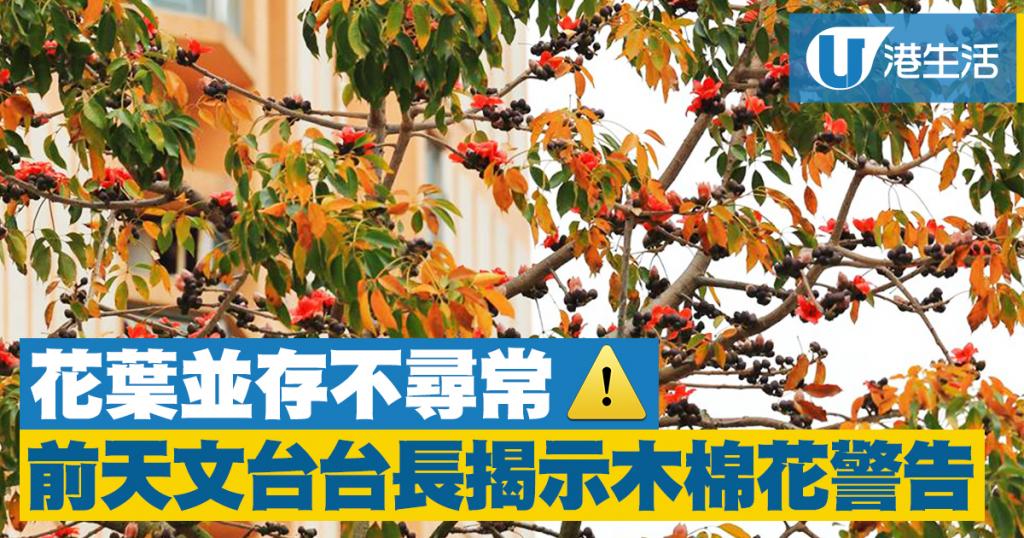 木棉樹的美麗警告 港生活 尋找香港好去處