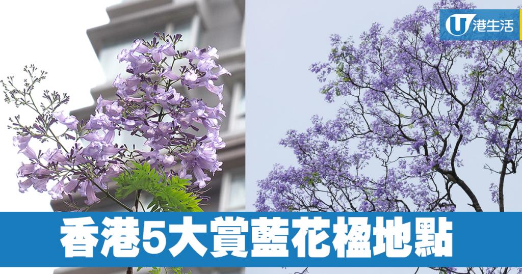 紫色浪漫 香港5大賞藍花楹地點 港生活 尋找香港好去處