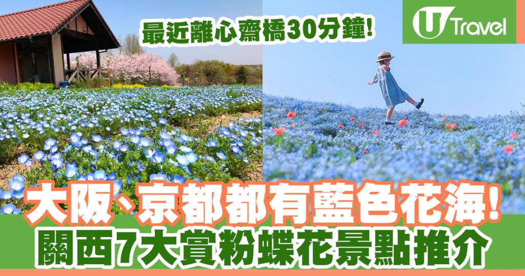 關西7大賞粉蝶花景點推介大阪 京都都有藍色花海 最近離心齋橋30分鐘車程 U Travel 旅遊資訊網站