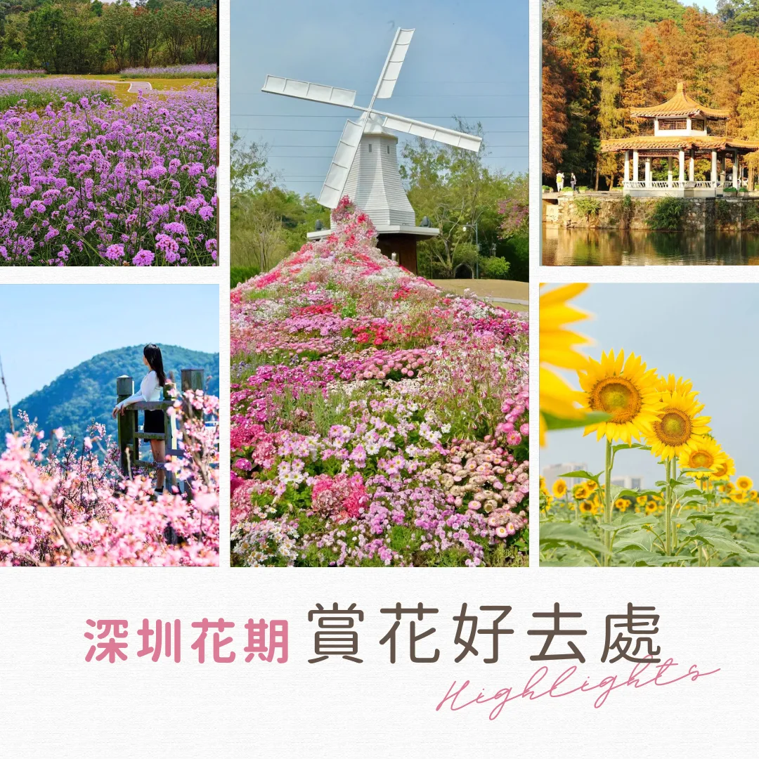 深圳賞花全年花期公開！必影鬱金香花海/夢幻馬鞭草/櫻花列車等賞花景點推介