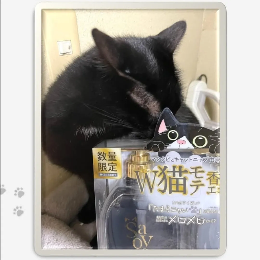 貓主子從此黐身！日本爆紅「貓草洗頭水」！實測6成貓咪無法抗拒！