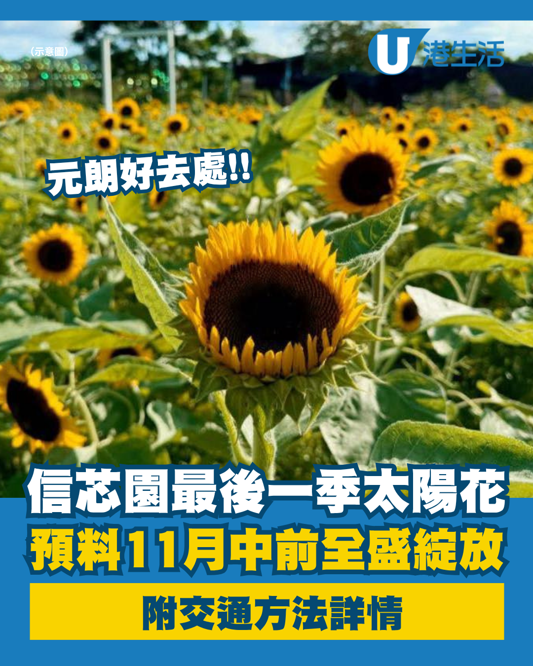 元朗信芯園最後一季太陽花 預料11月中前全盛綻放 附交通方法