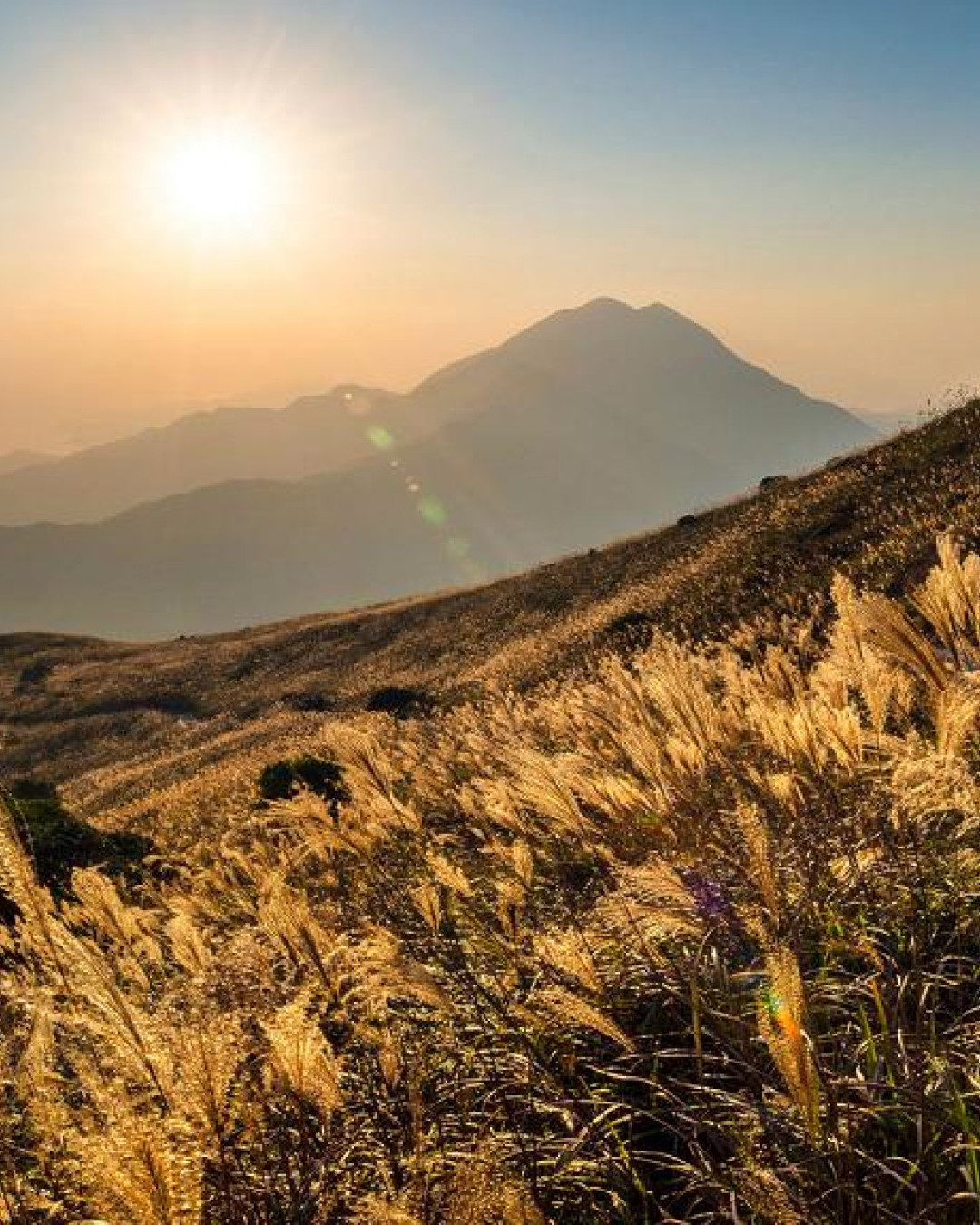 5大觀賞芒草簡單行山路線推介！市區芒草打卡位 大東山/昂平高原/大帽山/西九龍站