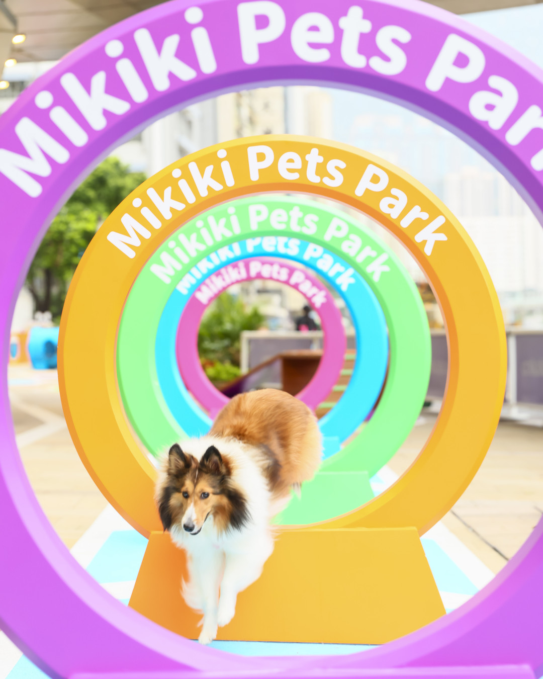 東九龍首個商場寵物公園！Mikiki「Pets Park」逾5,000呎戶外玩樂空間 8大設施/巨型法鬥柴犬打卡