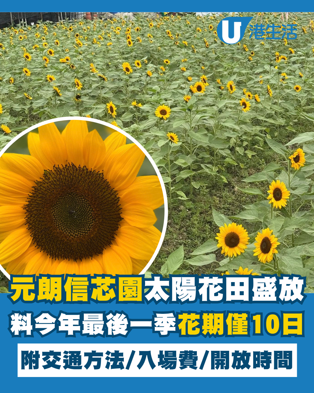 元朗信芯園太陽花全盛綻放！料今年最後一季花期僅10日 附交通方法