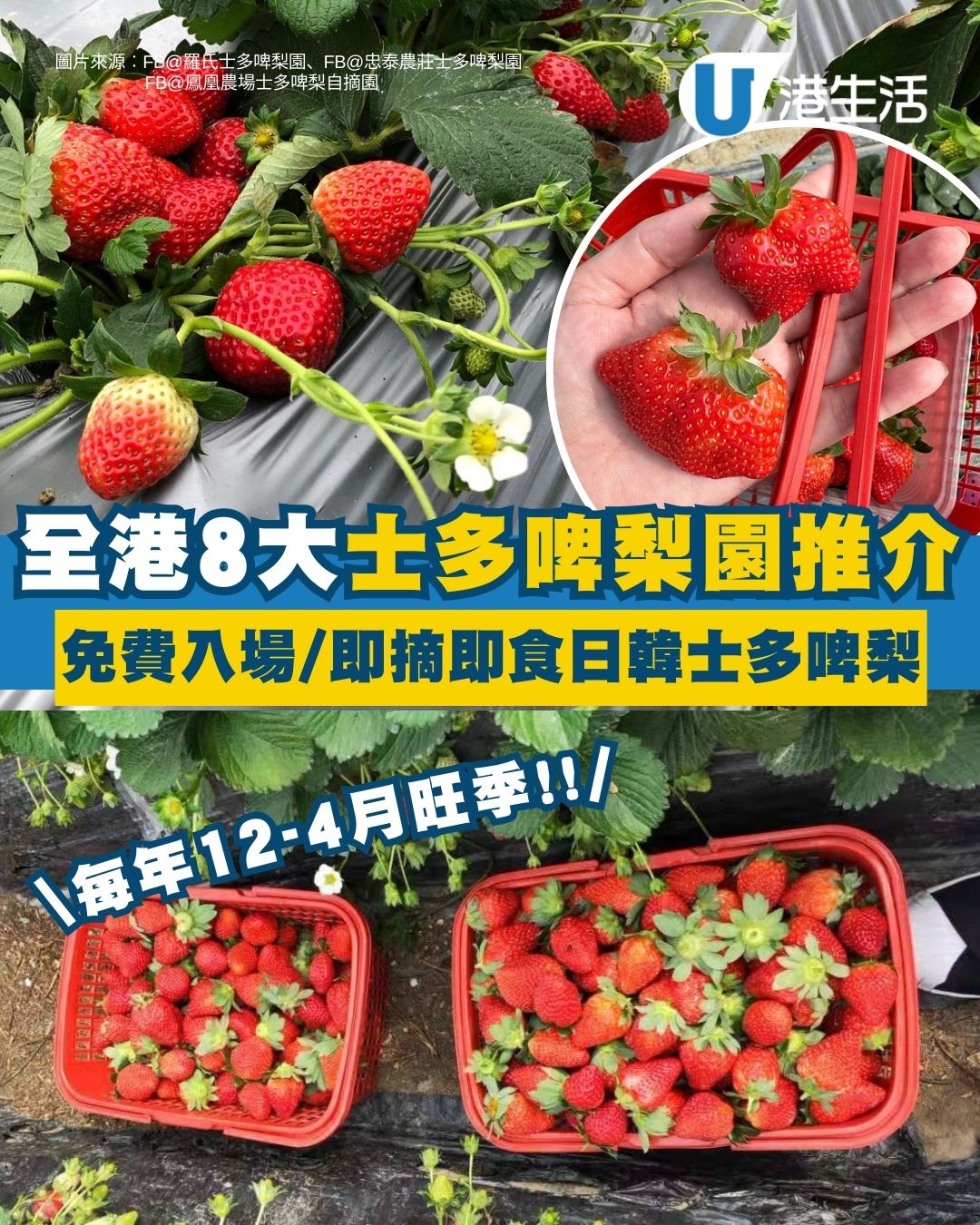 香港士多啤梨園推介2026︱全港8大必去士多啤梨園 免費入場/即摘即食日韓士多啤梨！