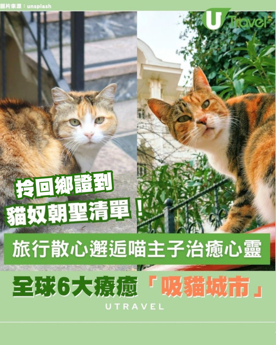 貓奴散心影貓天堂！全球6大「吸貓聖地」周街主子任摸超治癒 有一地揸回鄉證就可以去