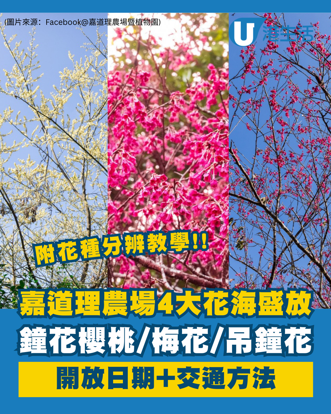 嘉道理農場4大花海盛放！鐘花櫻桃、梅花、吊鐘花點分辨？ 附2月開放日期+交通方法