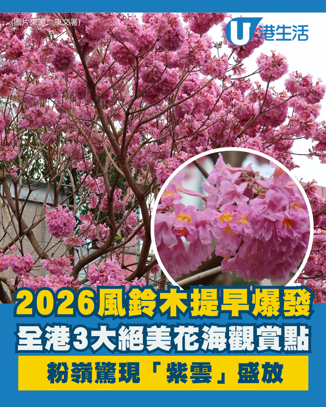 風鈴木提早爆發2026！全港3大絕美花海：粉嶺罕見紫雲盛放/奧運粉紅隧道