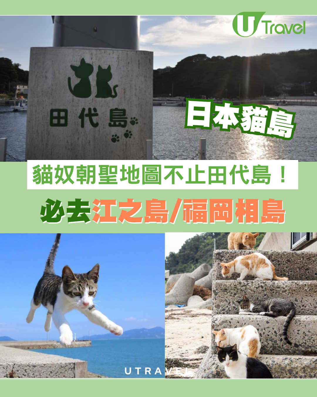 【日本貓島】貓奴朝聖地圖不止田代島！日本逾10大貓島必去江之島/福岡相島
