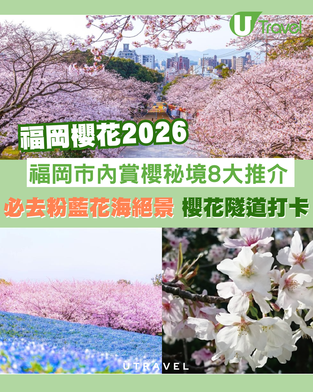 福岡櫻花2026｜福岡市內賞櫻秘境8大推介附交通 必去粉藍花海絕景、櫻花隧道打卡