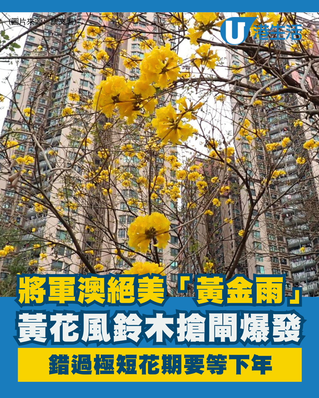 將軍澳驚現絕美「黃金雨」！黃花風鈴木搶閘大爆發 錯過極短花期要等下年
