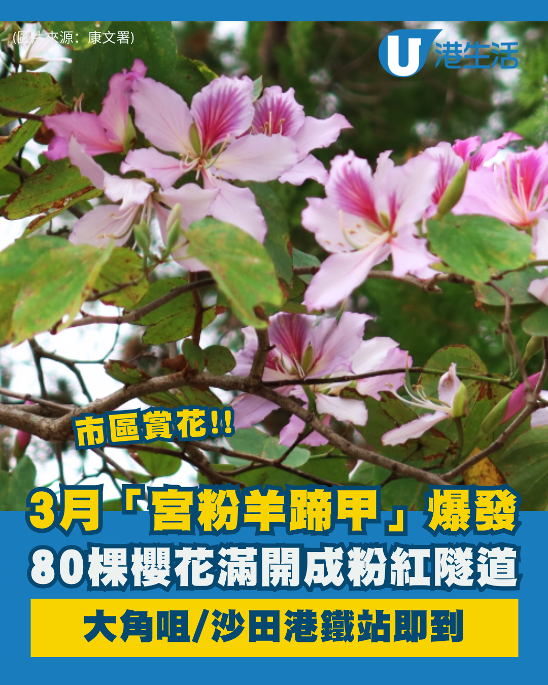 市區賞花！大角咀/沙田「宮粉羊蹄甲」80棵粉紅櫻花滿開 成浪漫隧道 港鐵站即到
