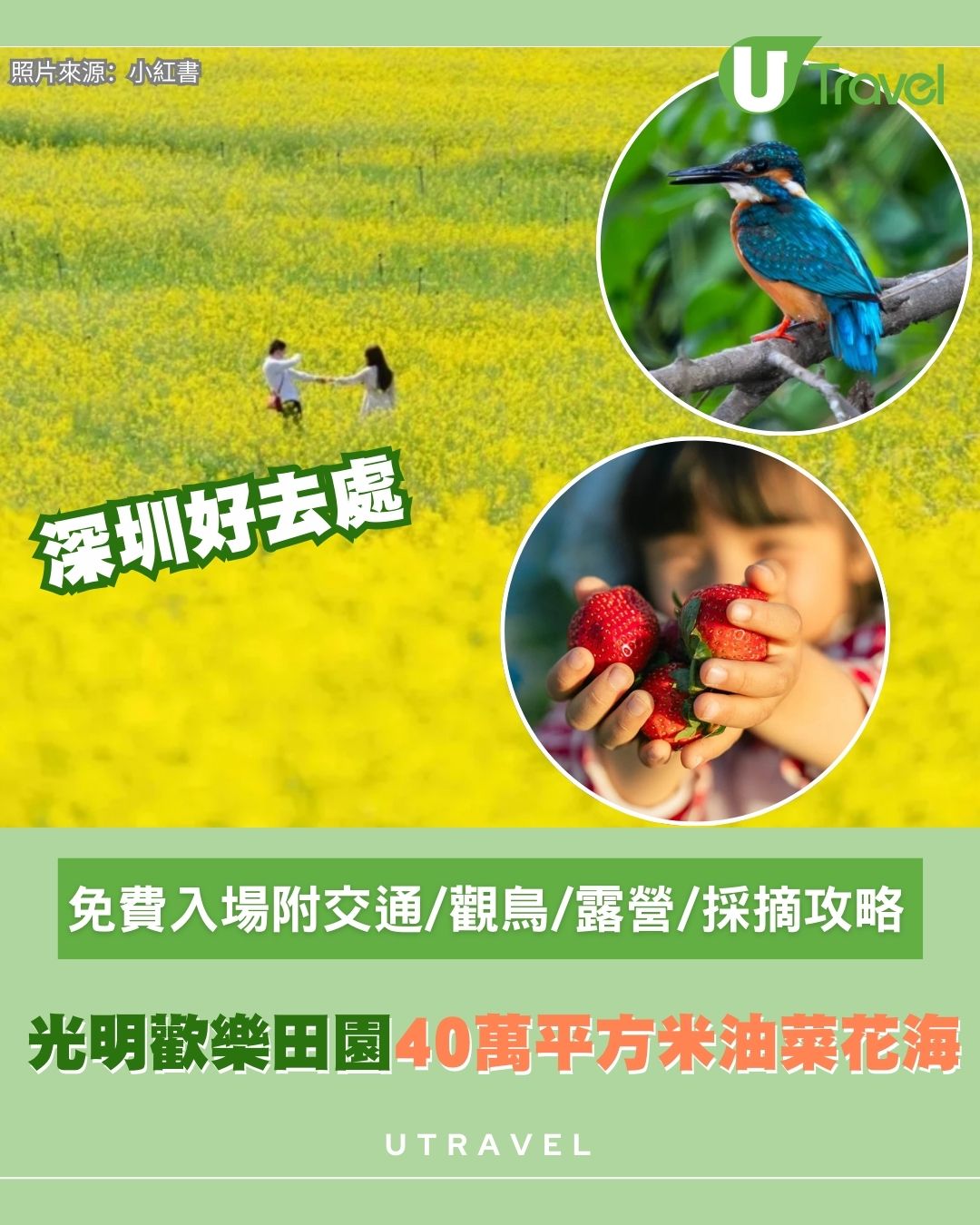 深圳賞花好去處｜光明歡樂田園40萬平方米油菜花海！免費入場附交通/觀鳥/露營/摘士多啤梨攻略