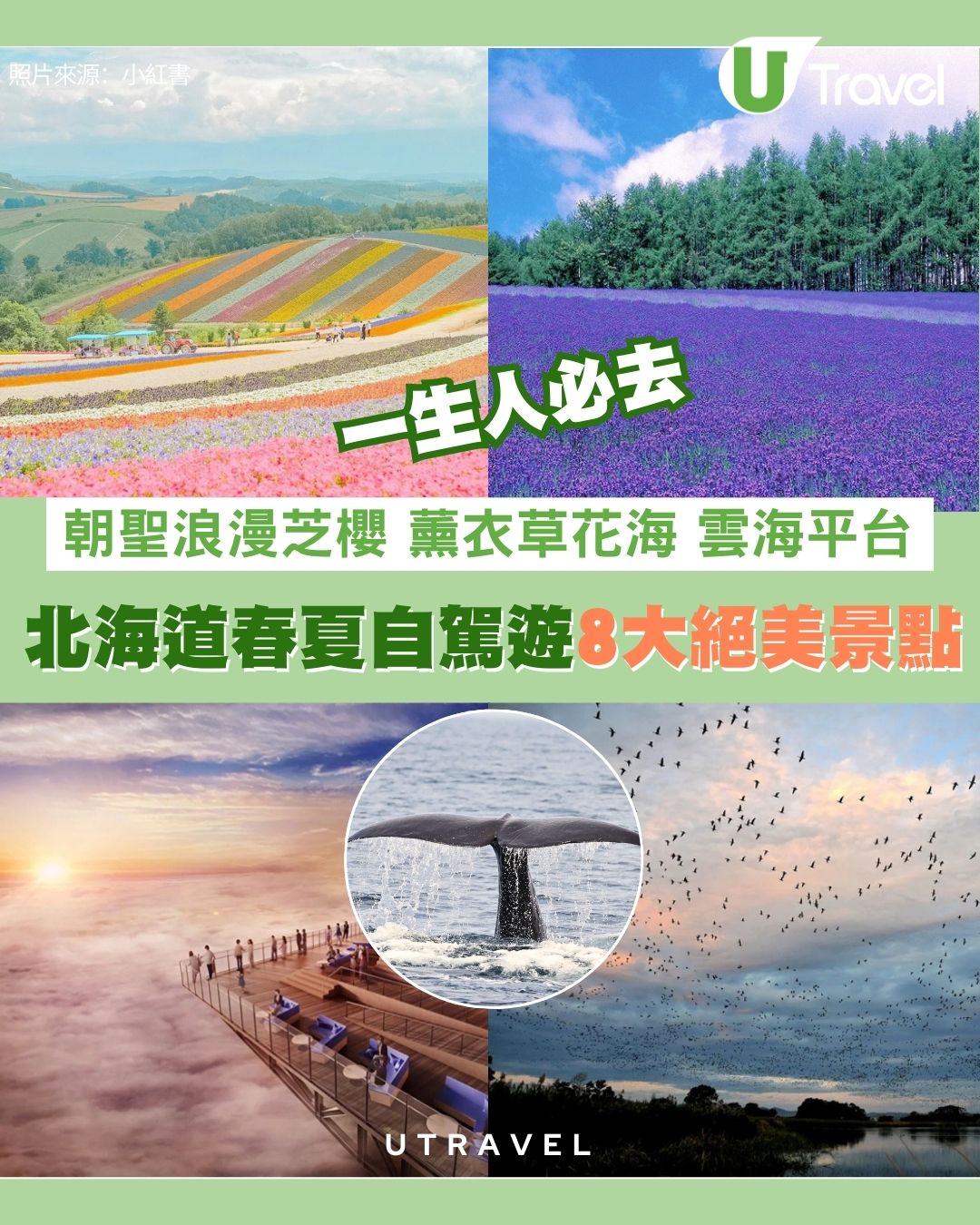 北海道春夏必賞8大絕美景點！朝聖浪漫芝櫻、薰衣草附交通地址