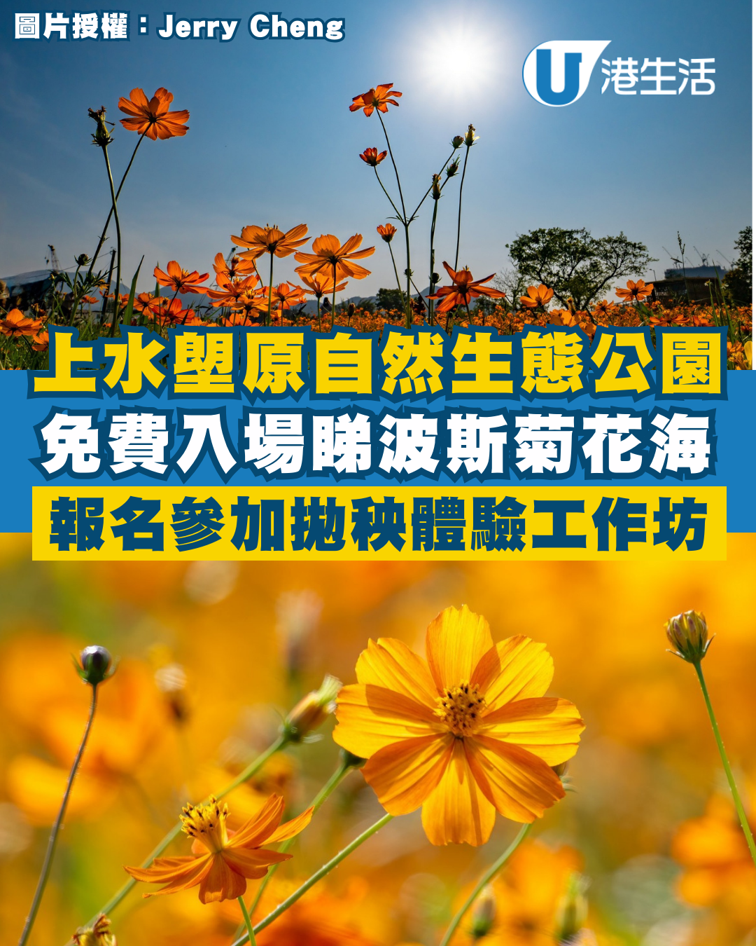 上水塱原自然生態公園免費睇波斯菊花海！必玩工作坊+拋秧體驗 附交通方法