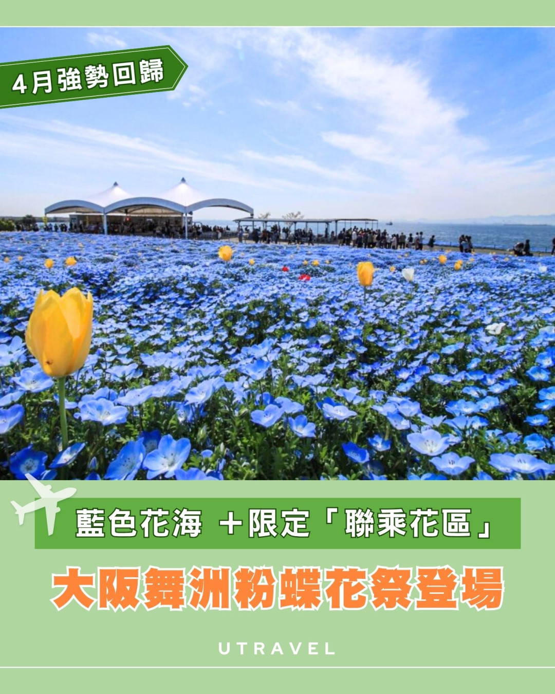 大阪舞洲粉蝶花祭2026｜4.4 萬平方米藍色花海4月回歸 《葬送的芙莉蓮》蒼月草現實版 