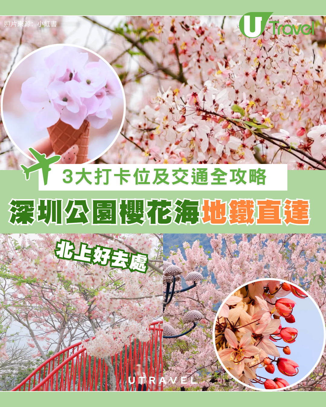 深圳白石龍音樂公園櫻花海地鐵直達！免費入場推介3大打卡位附交通方式