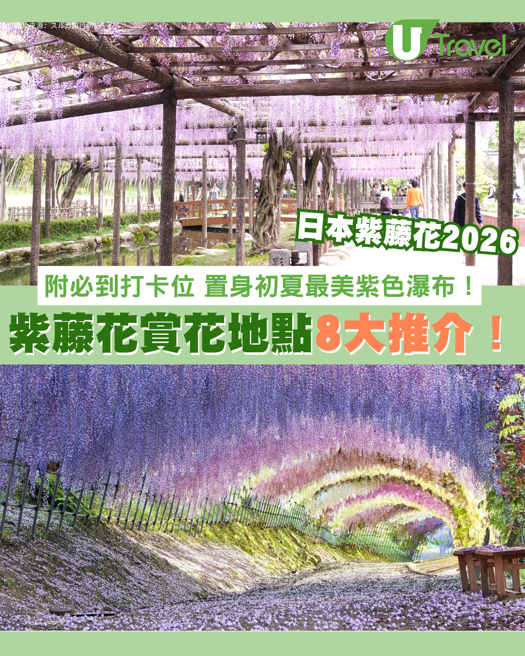 日本紫藤花2026｜紫藤花賞花地點8大推介！附必到打卡位 置身初夏最美紫色瀑布！