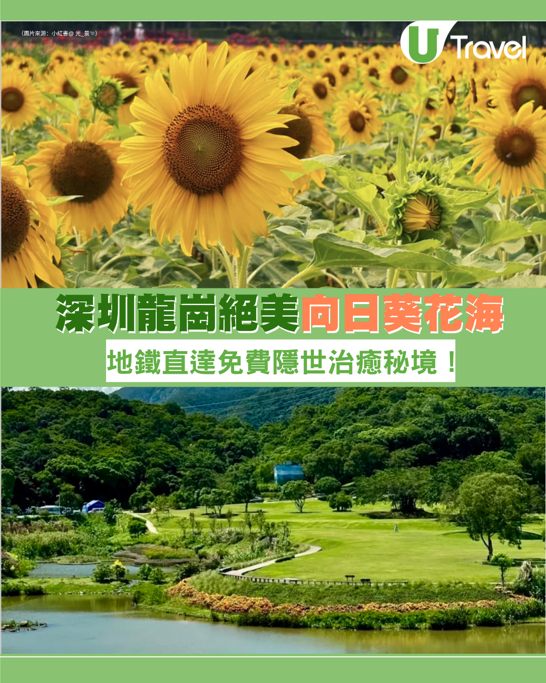 深圳龍崗絕美向日葵花海 地鐵直達免費隱世治癒秘境！