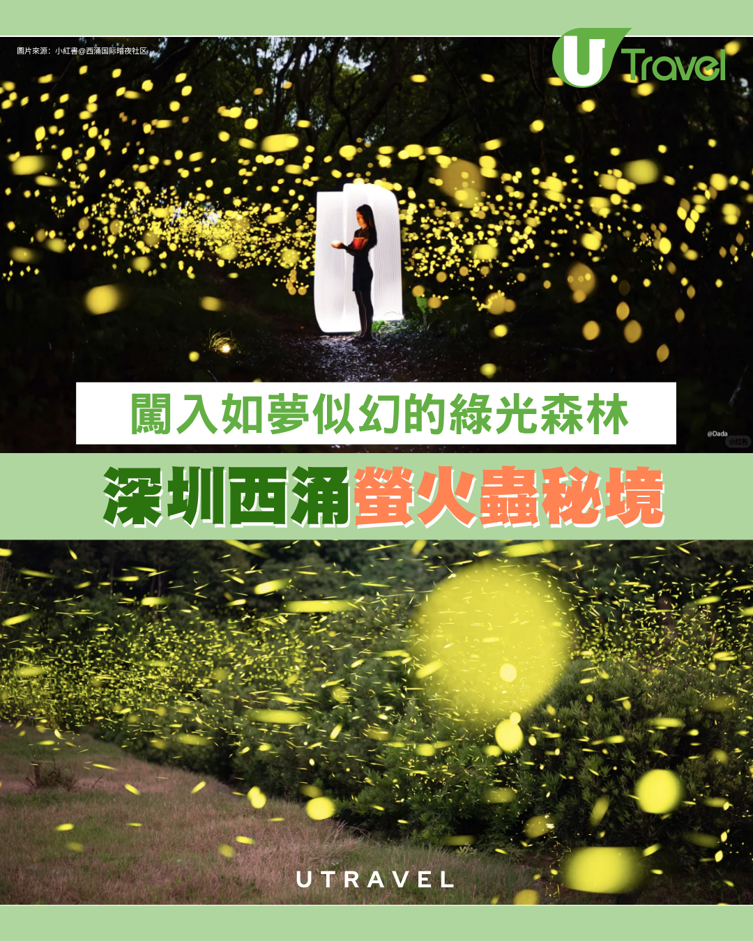 深圳西涌螢火蟲秘境如夢似幻！附地點、交通及最佳觀賞時間
