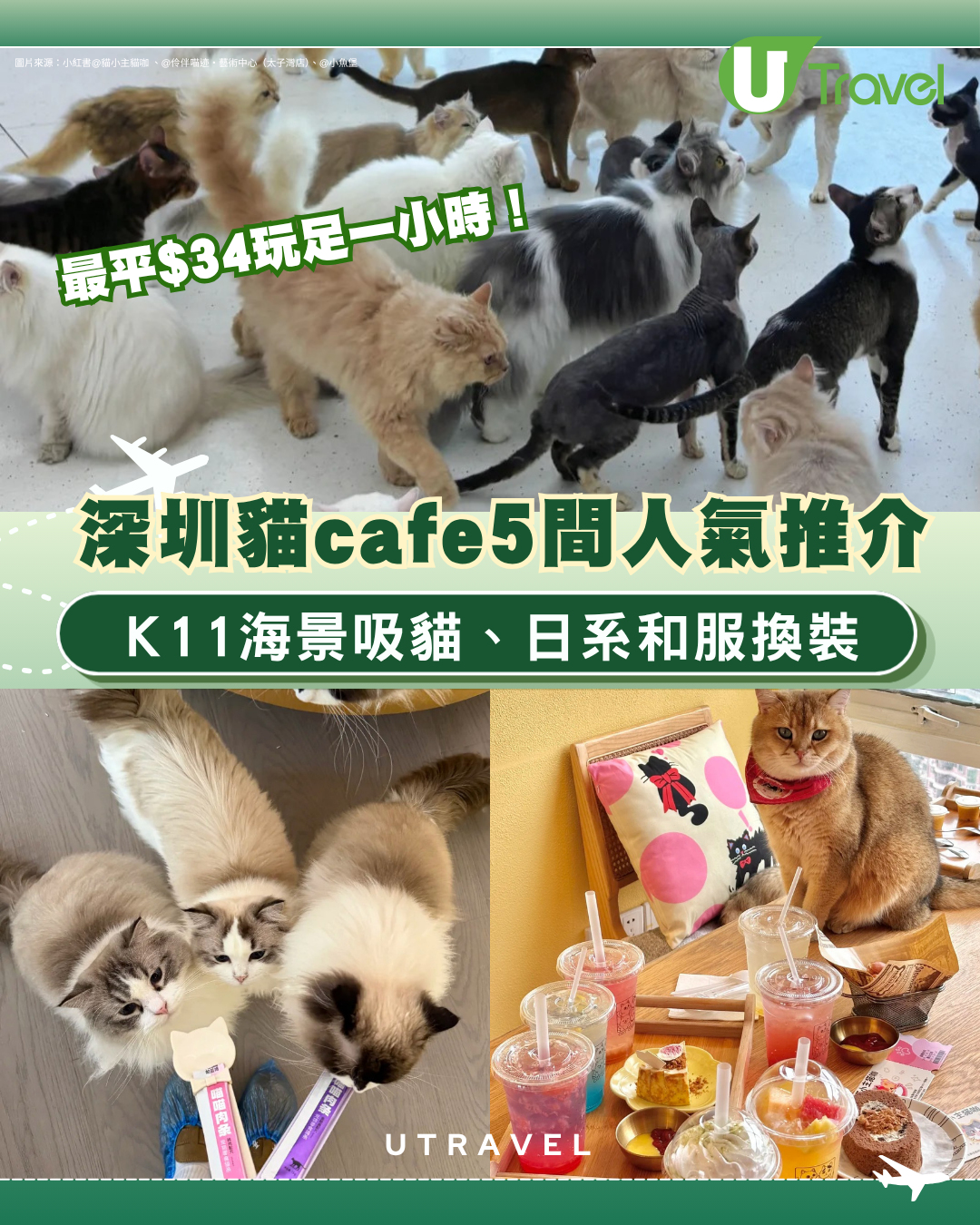 深圳貓Cafe5間人氣推介！K11海景吸貓、日系和服換裝、最平$34玩足一小時
