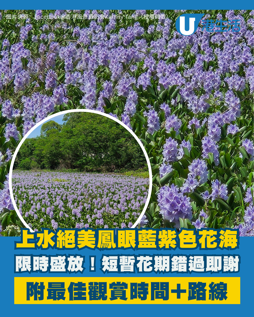 上水鳳眼藍紫色花海！短暫壽命「錯過即謝」附最佳觀賞時間/路線