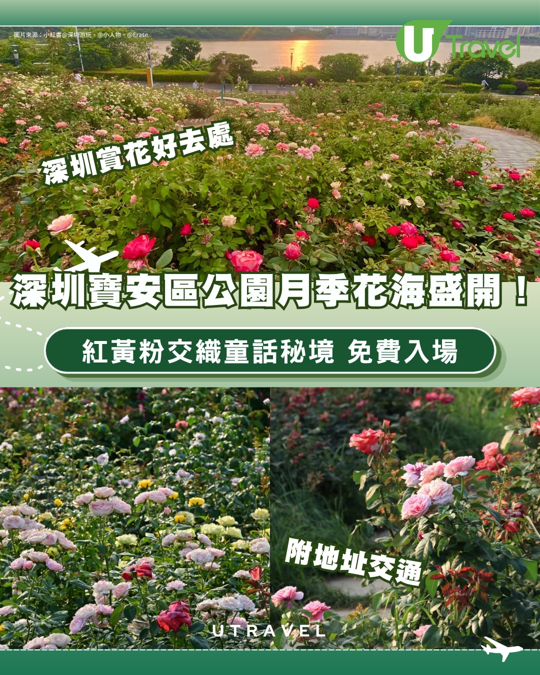 深圳寶安區立新湖公園月季花海盛開！紅黃粉交織童話秘境免費入場 附地址交通