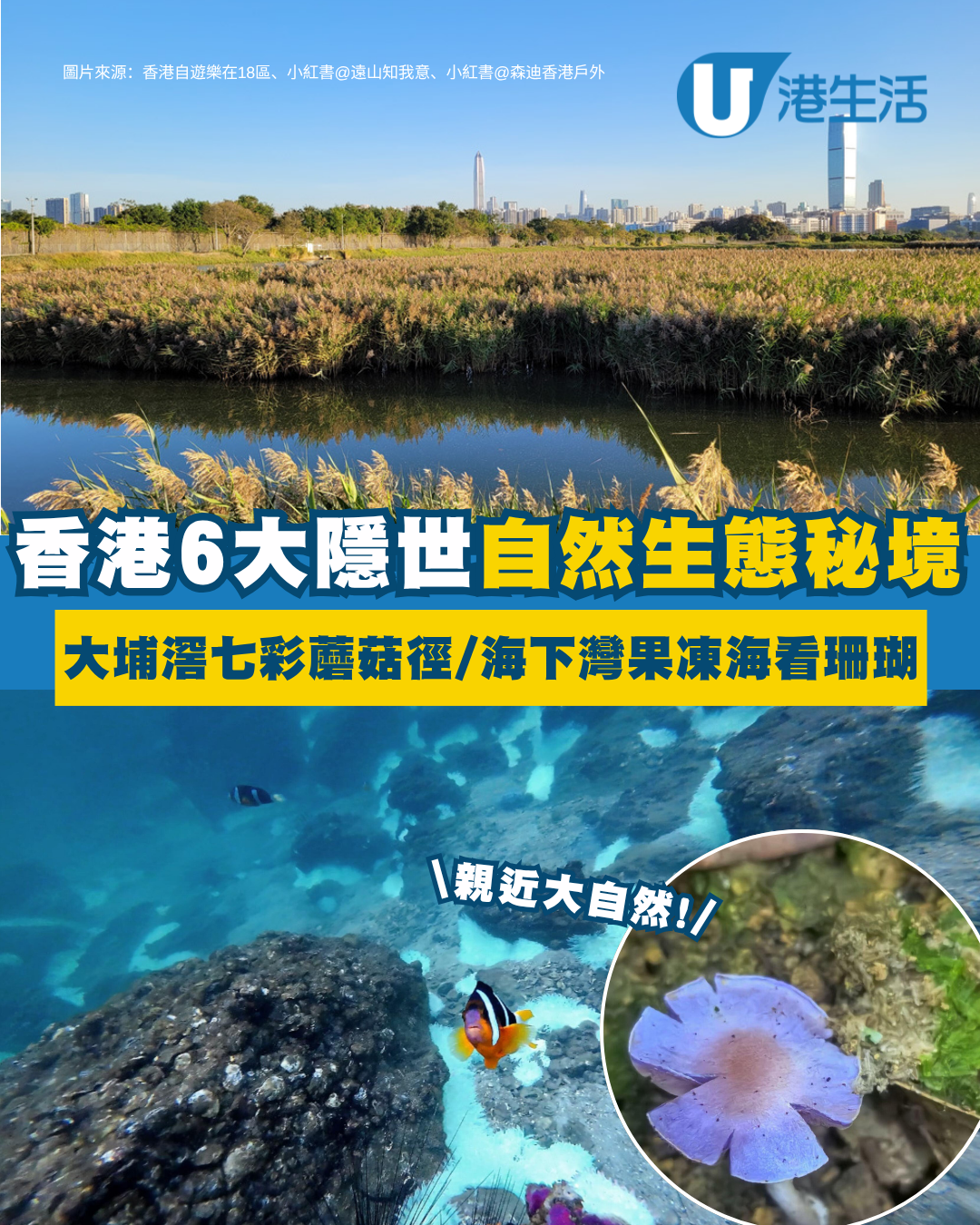 香港生態秘境｜6大隱世自然寶庫！大埔滘奇幻七彩蘑菇徑/海下灣果凍海划艇看珊瑚（附交通攻略）