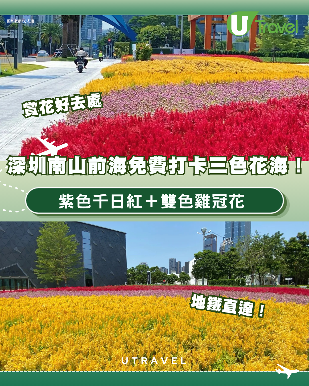 深圳南山前海三色花海地鐵直達！免費打卡紫色千日紅＋雙色雞冠花 