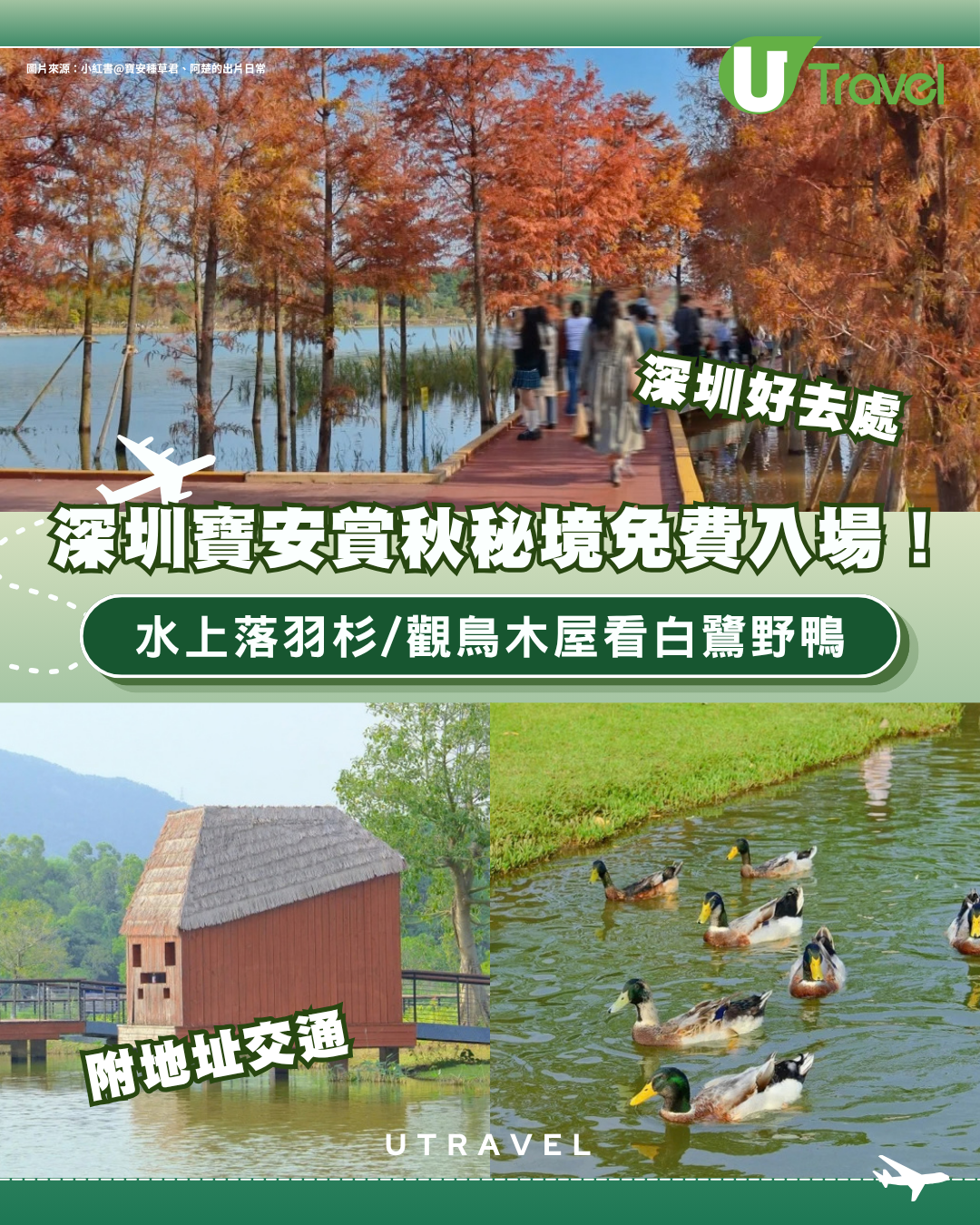 深圳寶安賞秋秘境免費入場！水上落羽杉/觀鳥木屋看白鷺野鴨 附地址交通