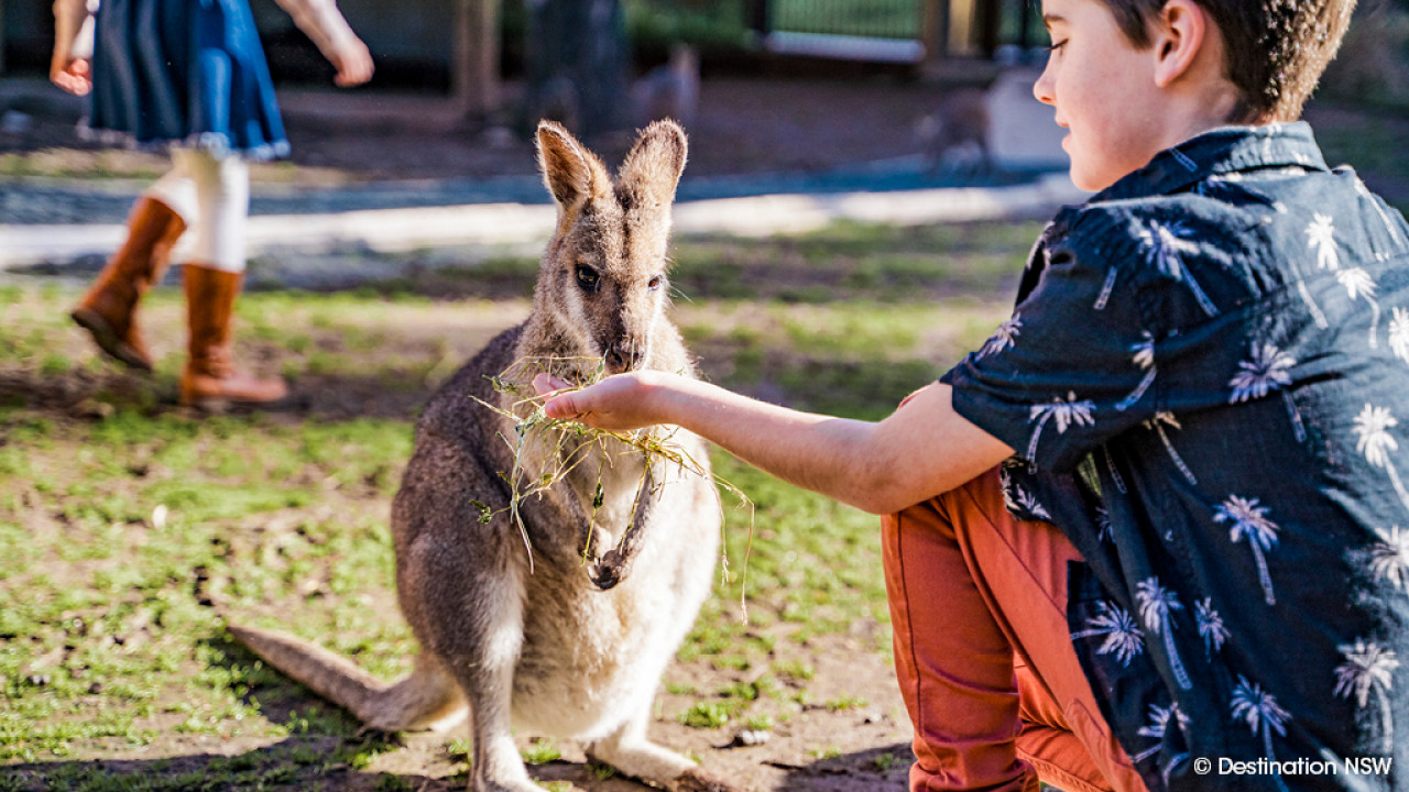 玩轉全澳主題野生動物園 照顧袋鼠BB 做一日動物管理員