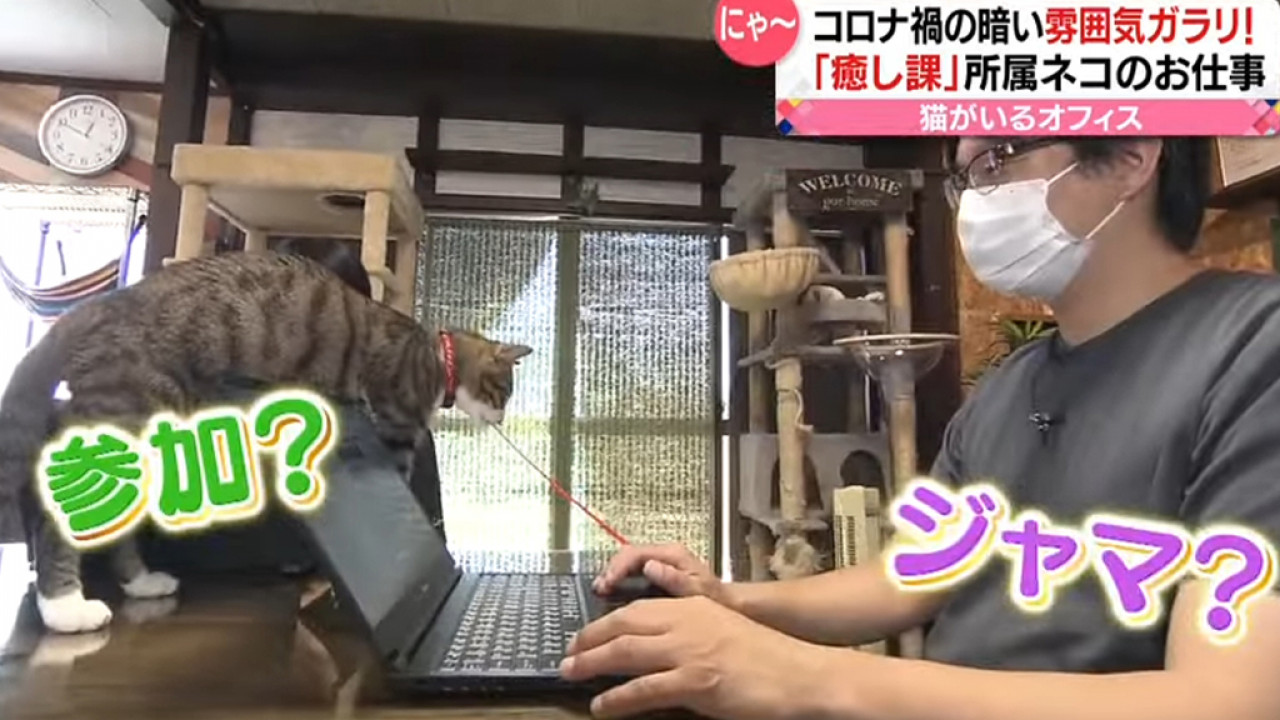 日本公司特設「貓貓療癒部門」助提升工作氣氛 共17隻貓員工！照顧主子每月可額外獲5千日圓