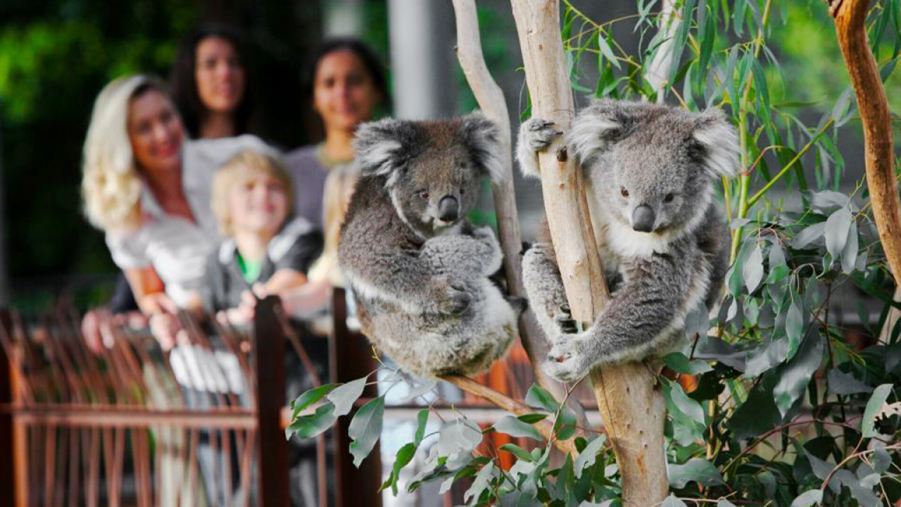 澳洲必去墨爾本動物公園 逾300種野生動物/袋鼠互動體驗