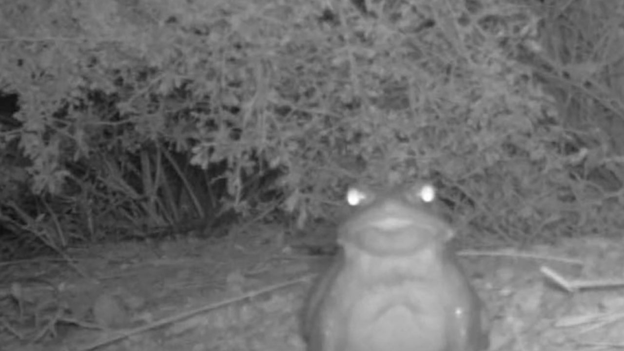 年輕人流行到公園舔蟾蜍 美國國家公園管理局勸喻要克制