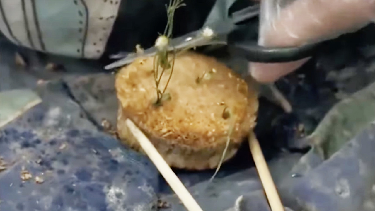 室友床鋪發霉長蘑菇 男子竟剪下煲成湯飲