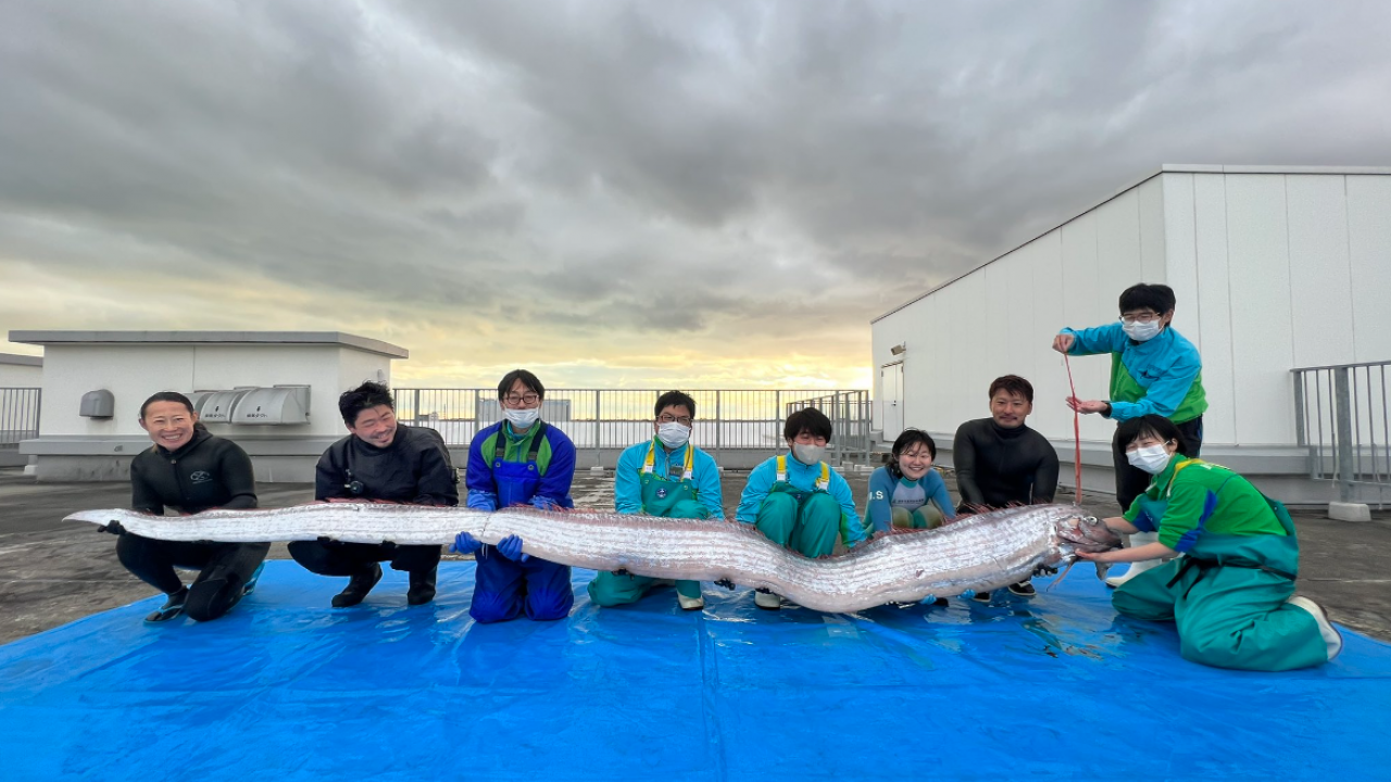 仙台水族館接收4.4米地震魚 「災難先兆」之說再現！學者曾如此解釋