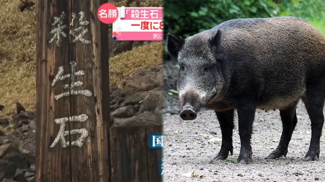 著名日本殺生石再現詭異事 8隻野豬離奇集體死亡 園方︰實屬罕見