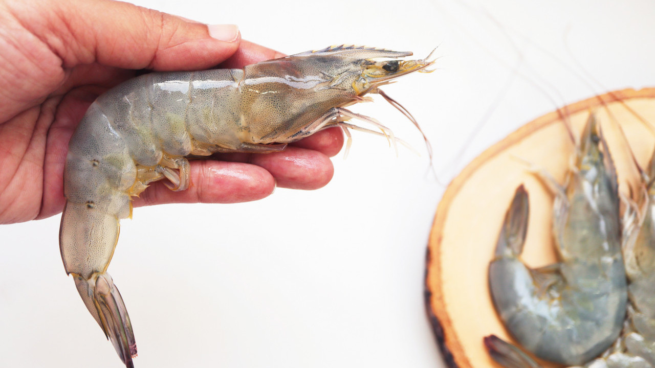 Prawn與Shrimp都是蝦？ 一文看清10大分別／外觀品種大不同