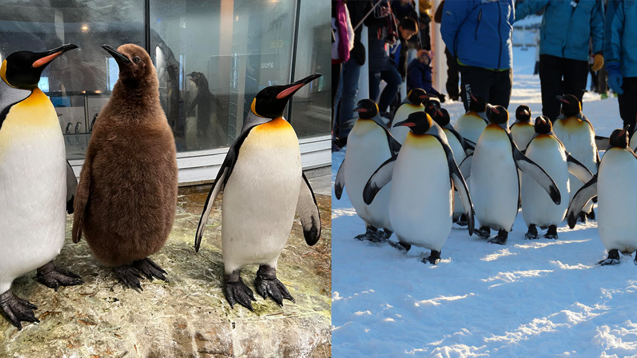 旭山動物園冬季限定「企鵝散步」 企鵝賣萌散步原因曝光 原來並非娛賓?