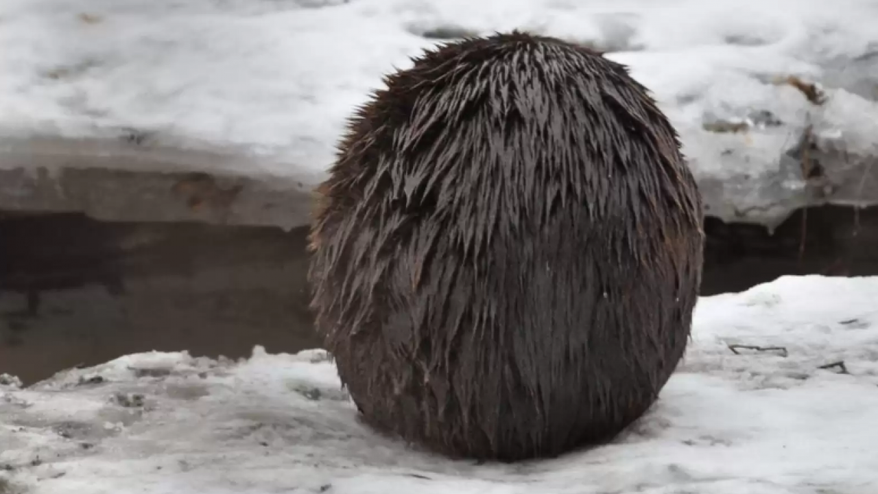 加拿大雪地驚現神秘「毛毛球」 攝影師開腔解答 真身超級可愛