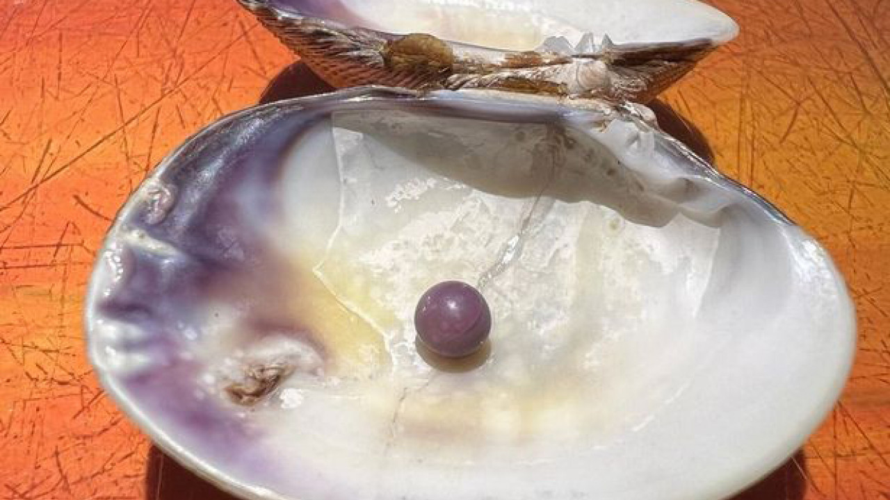 餐廳食花蛤咬到紫色珍珠 經專家估計價值4千歐元