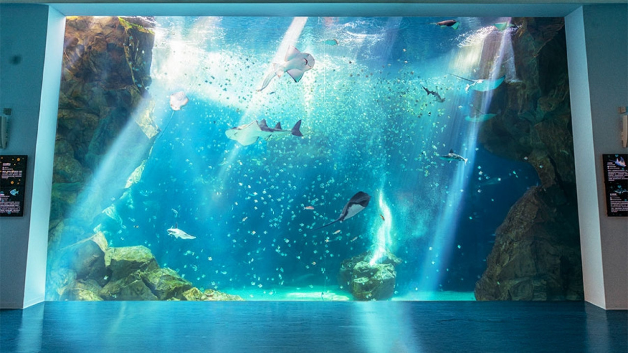 XPark桃園水族館7大亮點 360度沉浸空間！遊歷久石讓海洋音樂世界