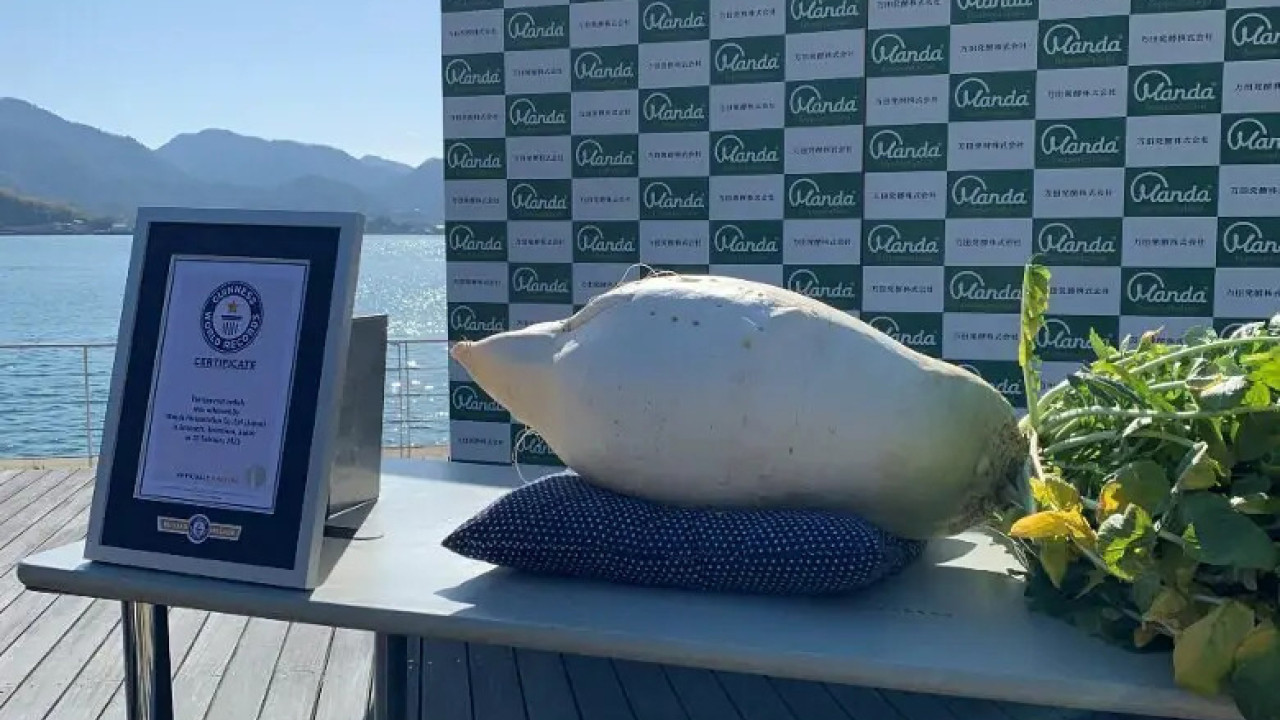 日本公司種出45公斤重蘿蔔 打破保持20年健力士世界紀錄