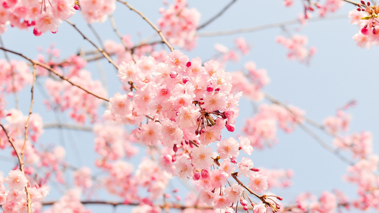 2023日本全國最新櫻花預測  東京、福岡提前開花！大阪約3月中尾