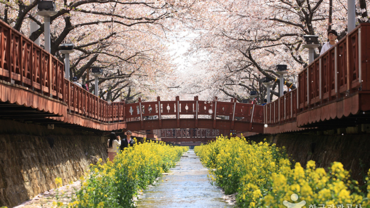 2023韓國櫻花開花期預測 最快3月中旬濟州、釜山率先開花