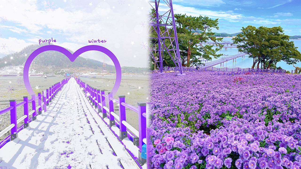 韓國新祕境「紫色島」超夢幻 紫色控打卡必去！ 1.4公里長紫色橋+大片薰衣草花海