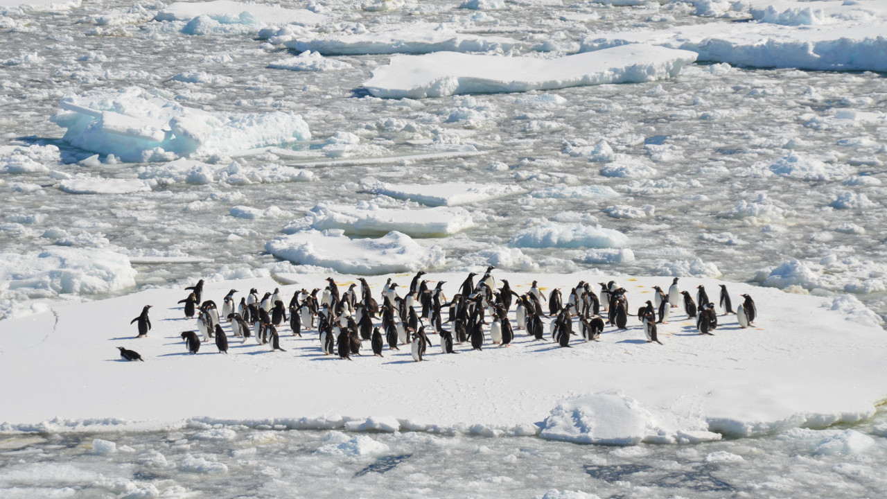 日本朋友直送南極本土手信 附上得意企鵝照片！打開後又喜又愁