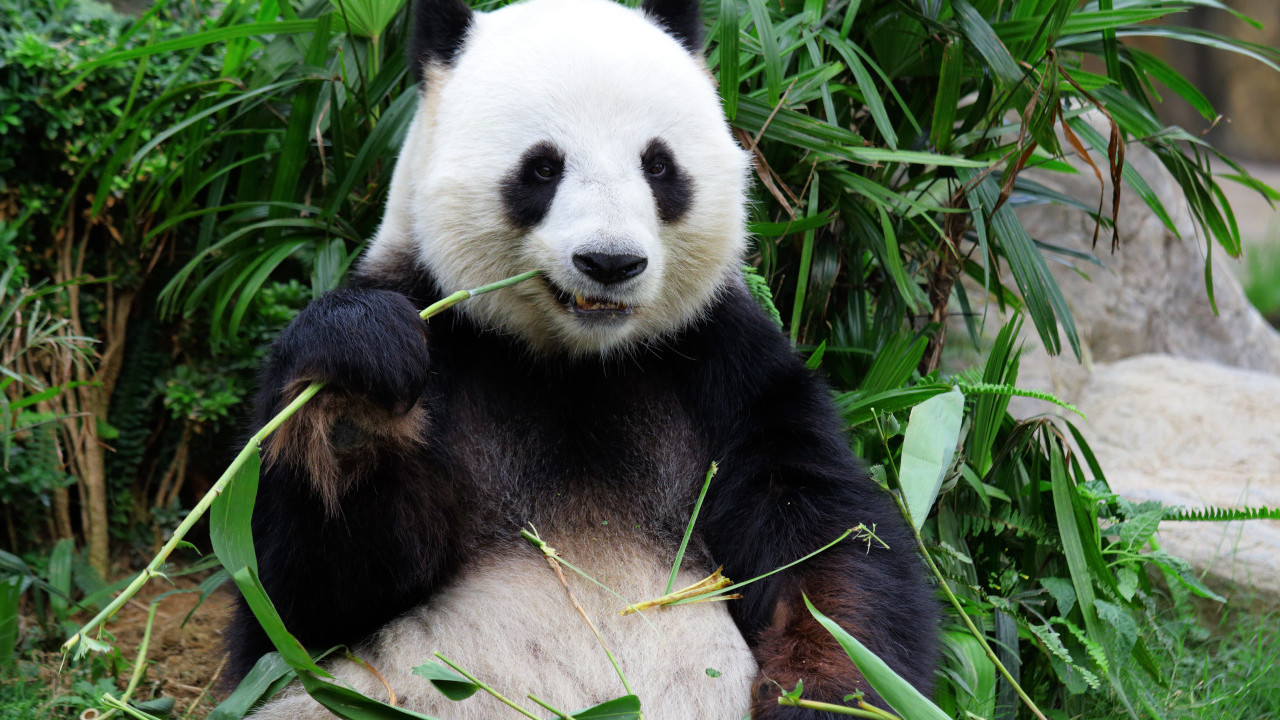 內地大媽向熊貓投擲一食物 被終生禁止進場參觀